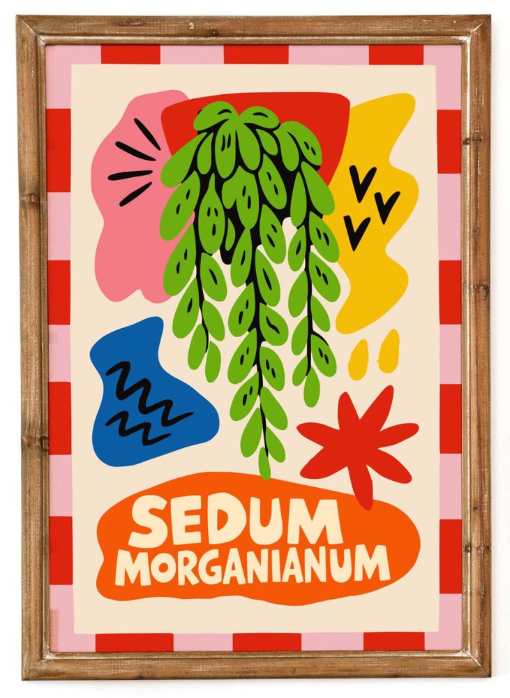 Sedum Morganianum Plant Poster Wall Art