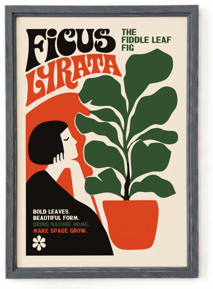 Ficus Lyrata Plant Art Print