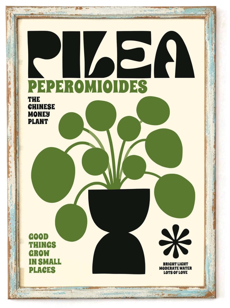 Pilea Money Plant Poster