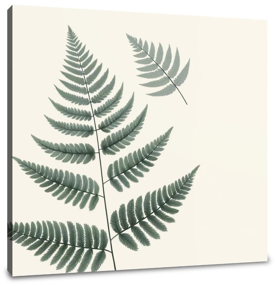 Elegant Fern Canvas