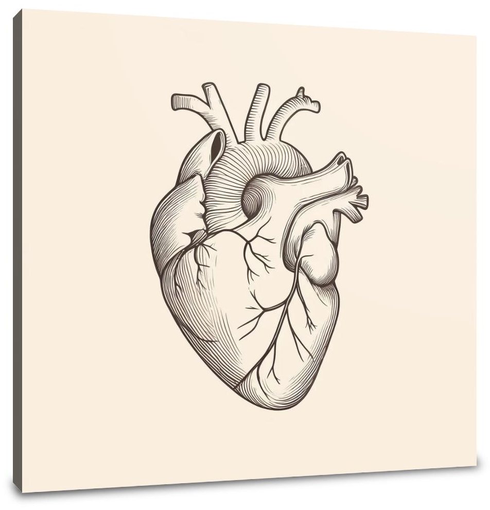 Heart Anatomy Canvas