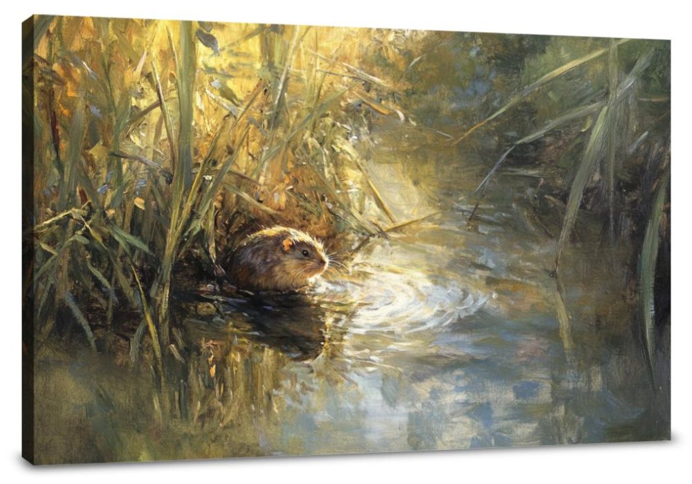 Water Vole Reverie Canvas