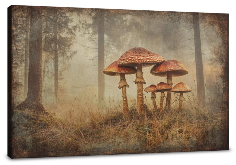 Enchanted Mushroom Canvas