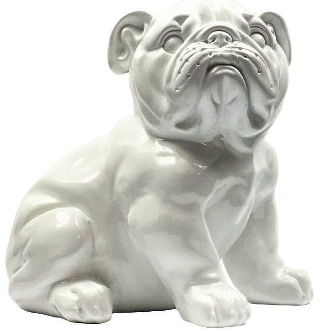 Franse Bull Dog Pup Wit