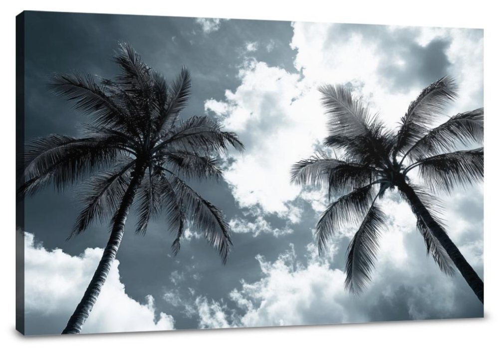 Palm Silhouette Canvas
