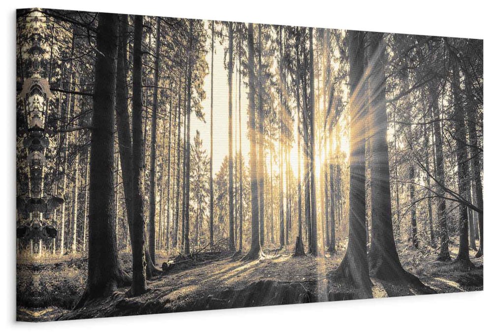 Leinwandbild - Forest Sun