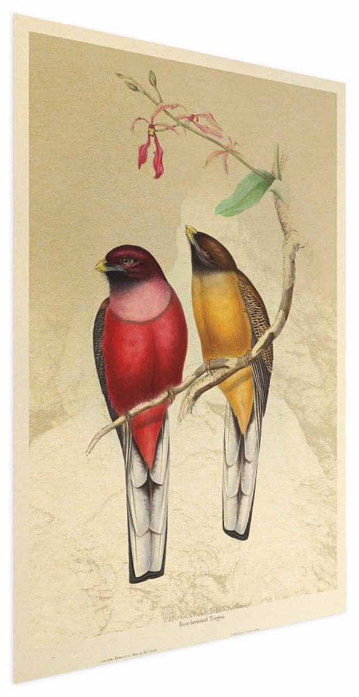 Poster - Birds on a Branch