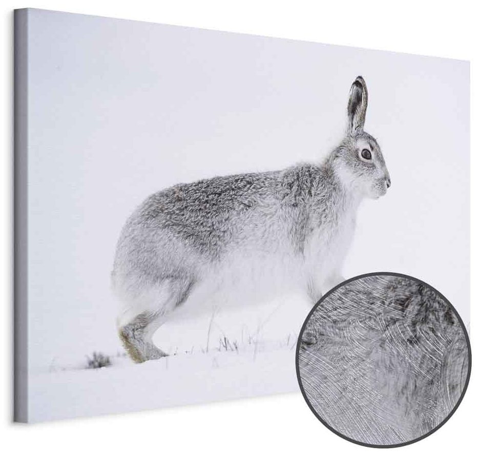 Leinwandbild - Hare (1 Part) Wide