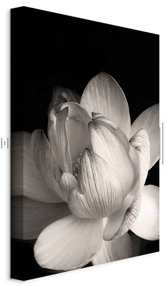 Leinwandbild - Delicacy of Petals in Nature (1-part) - Flower in Black and White