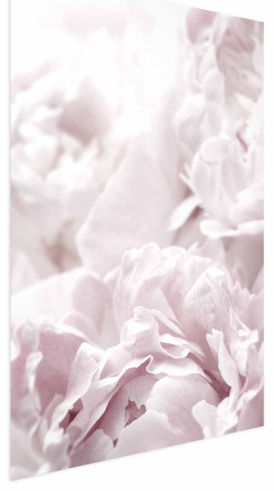 Poster - Fluffy Peonies