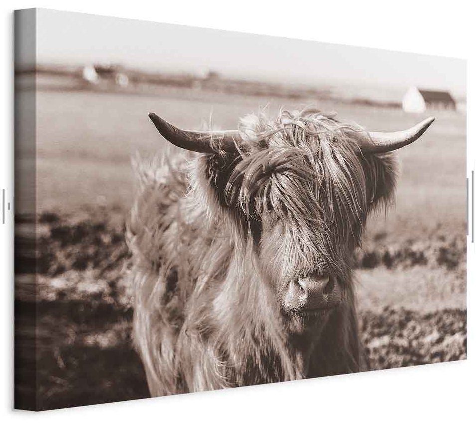 Leinwandbild - A Scottish Cow in Sepia