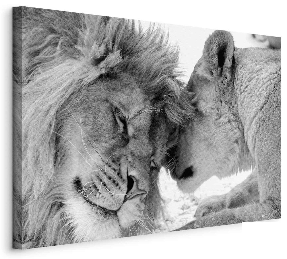 Leinwandbild - Lion's Love