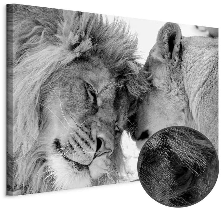 Leinwandbild - Lion's Love