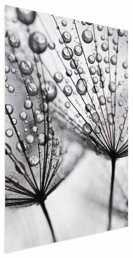 Poster - Macro Dew