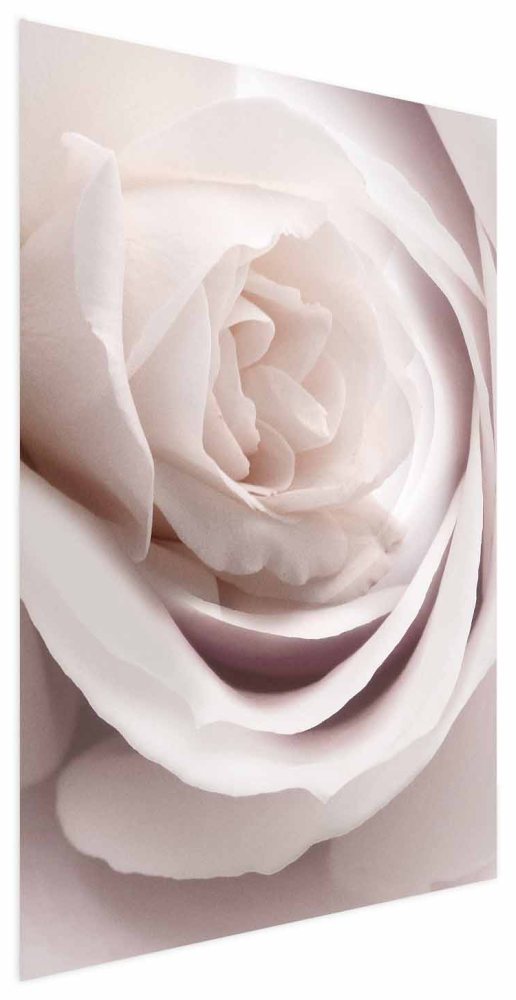 Poster - Porcelain Rose