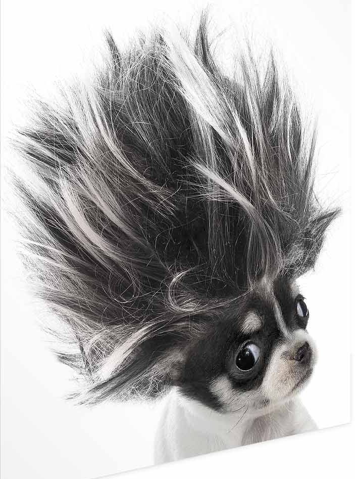 Poster - Chihuahua