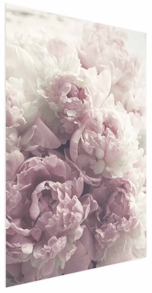 Poster - Delicate Peonies