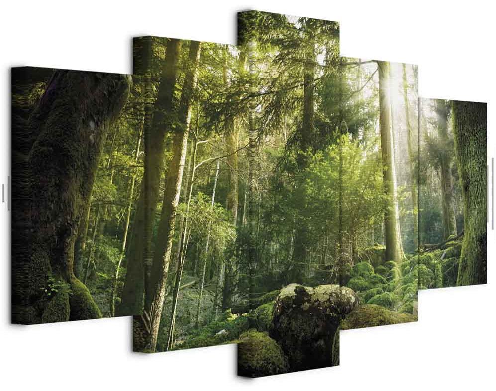 Leinwandbild - The Beauty of the Forest