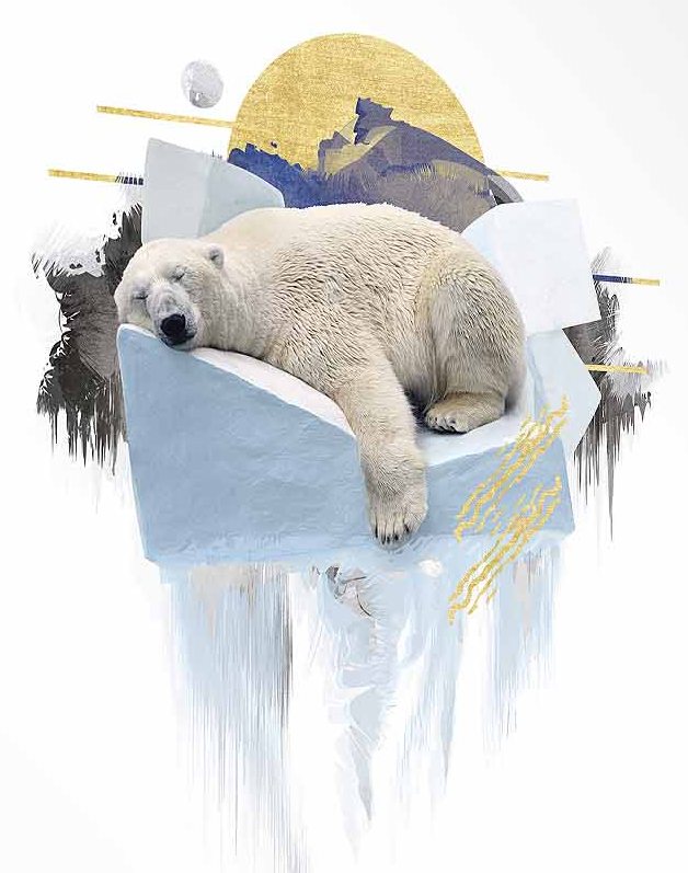 Poster - Polar Bear