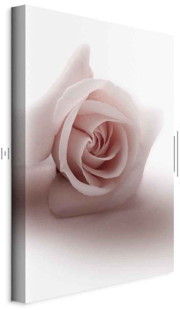 Leinwandbild - Floral Glamour Glow (1-part) - Delicate and Pastel Pink Rose